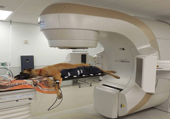 Feature_pic_-_DogOnTable